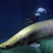 Giant Arapaima with diver in the background