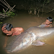 Mekong Giant Cat Fish photo 2