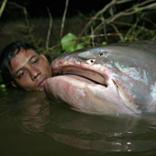 Mekong Giant Cat Fish photo 3